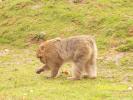 Une visite à la planète singes...